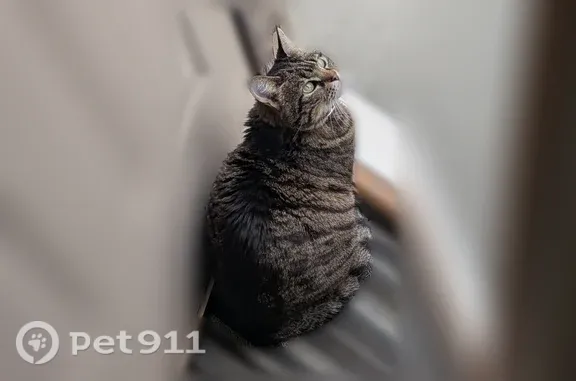 Lost cat, Jules Court, 1502, Kearney, Kearney — female grey tabby Binxi - photo