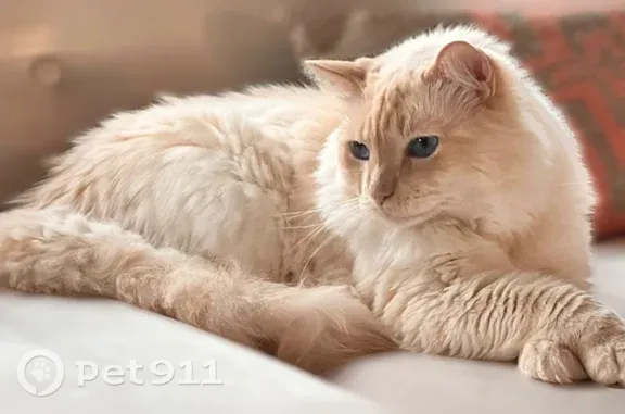 Lost pets Washington, photo: Lost Cat, Van Ness Street Northwest, 3811, Washington — white and cream fur