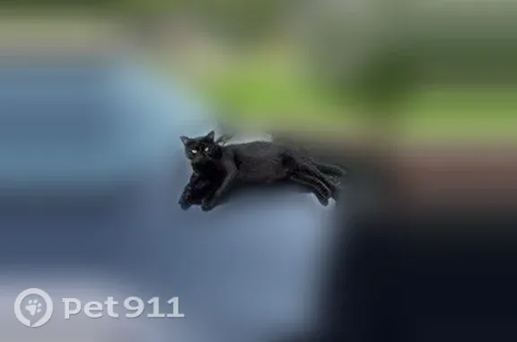 Lost male cat, TX 11, 2700, Pittsburg, Pittsburg — black with an eye spot - photo