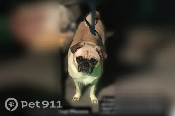 Lost pets South Gate, photo: Lost dog, Stanford Avenue, 10606, South Gate — female pug with a rash