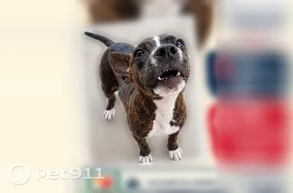 Lost pets Groveton, photo: Lost Dog, Heron Trail, Hybla Valley, Groveton — female with no collar