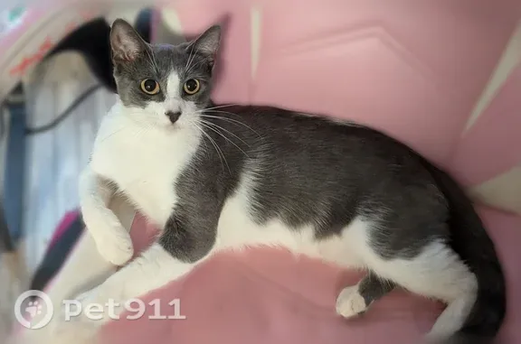 Lost pets Reedley, photo: Lost cat, West Olson Avenue, Reedley — small gray-and-white female with yellow eyes