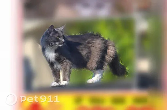 Lost pets San Francisco, photo: Lost cat, 19th Street, 2125, San Francisco — big gray-and-white female cat