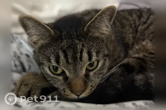Lost cat, Norwood Drive, 1132, Hurst, Dallas — friendly male, about 3 years old - photo