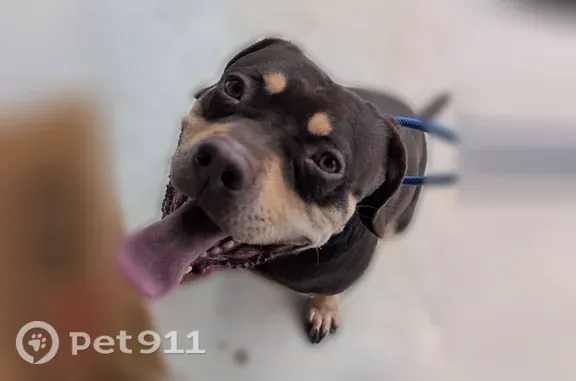 Found dog Poplar Bluff, photo: Found dog, Deerfield Drive, 206, Poplar Bluff — male, 2 years old