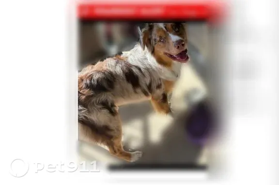 Lost pets San Diego, photo: Lost dog, Mira Mesa Boulevard, 9540, San Diego — male with brown and blue eyes