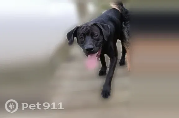Lost dog, male, Open Bay Drive, 1719, Crosby, Crosby — black Cane Corso with a white chest patch - photo