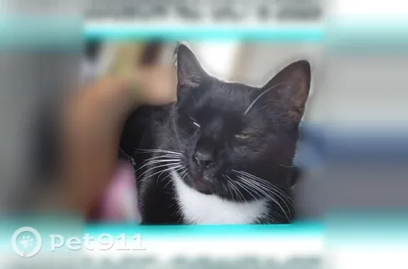 Lost cat, Audubon — male tuxedo with two different-colored eyes - photo