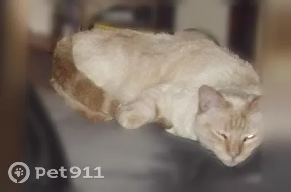 Lost pets San Jose, photo: Lost male cat, Danze Drive, 282, San Jose — blue eyes