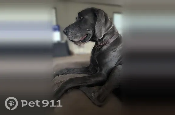 Lost pets Baton Rouge, photo: Lost dog, David Drive, 414, Bridge City, Baton Rouge — dark grey and skittish