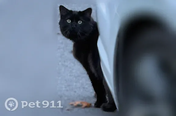 Found cat Sagamore, photo: Found cat, Hunters Ridge Road, 26, Bourne, Sagamore — white or gray belly