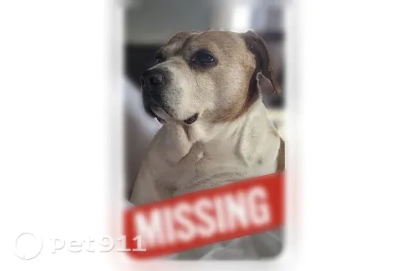 Lost Dog, East Point, Georgia, Atlanta - photo