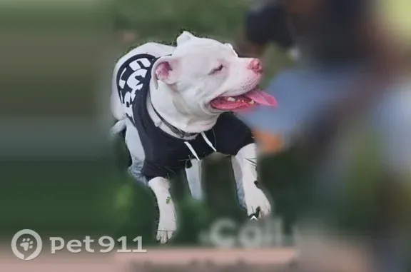 Lost dog, North Chester Street, 1220, Baltimore — blue powder collar and freckles - photo