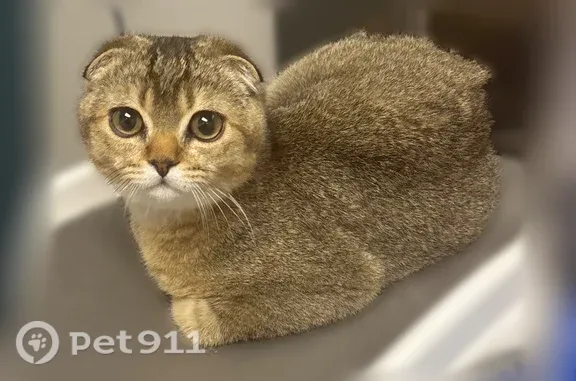 Lost cat, West Norris Street, 143, Philadelphia — male Scottish Fold with hazel eyes - photo