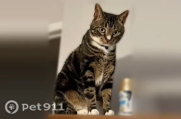 Lost male cat, I 95, Vermont Heights, St. Augustine Shores — comes when called “Me Mower” - photo