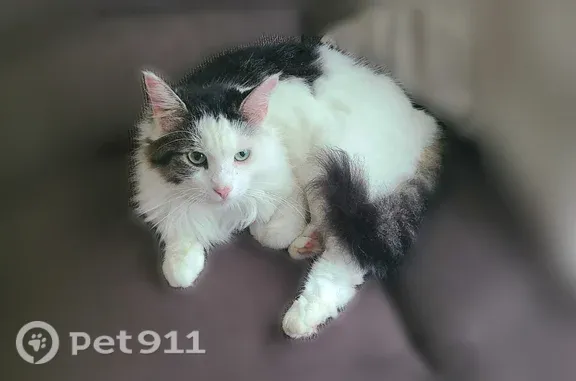 Missing cat Female, Valley Cottage (usl550735) - photo