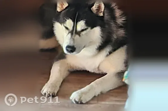 Lost male dog, Sunrise Road, 2750, Round Rock — black and white Siberian Husky - photo
