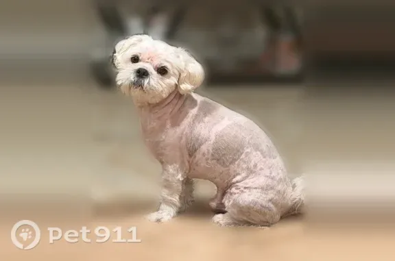 Lost dog, male, Beach Boulevard, 19671, Huntington Beach — white Shih Tzu mix with spots - photo