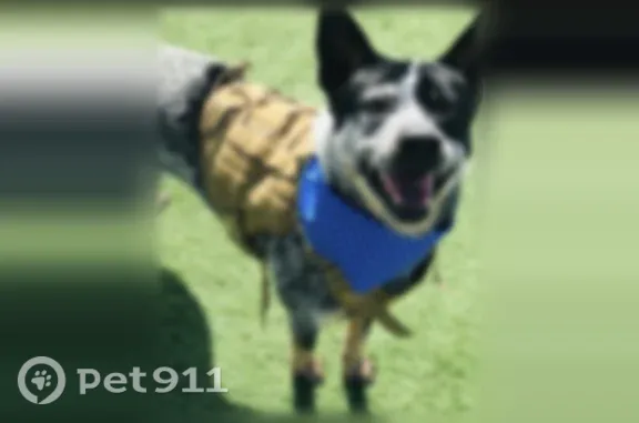 Lost dog, West Walnut Street, 1316, Santa Ana, Gardena — male, goes by Max - photo