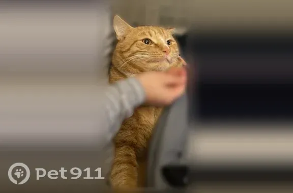 Lost male cat, Squire Road, 174, Revere — prominent white nose - photo