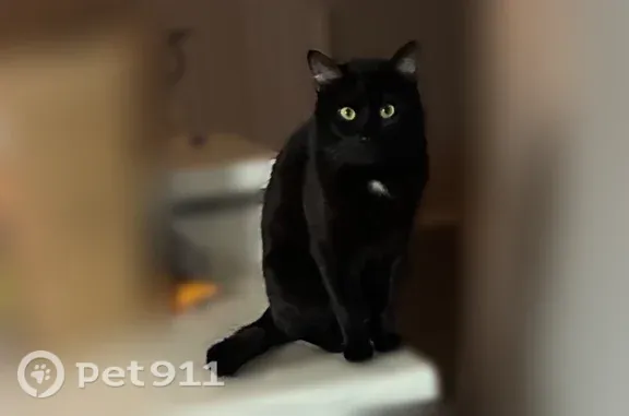 Lost male cat, Broadway, 10014, San Antonio — black coat with a white chest patch - photo