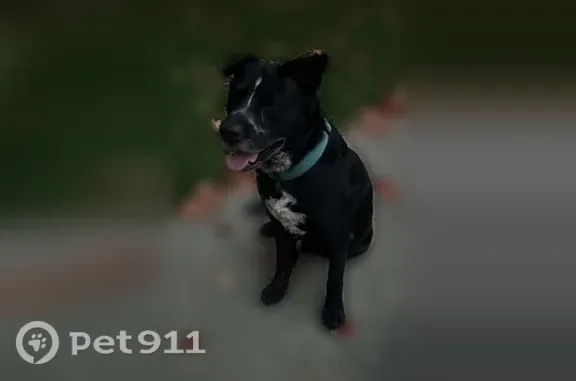 Found dog Dayton, photo: Found Dog, East Siebenthaler Avenue, 128, Dayton — male with a blue collar