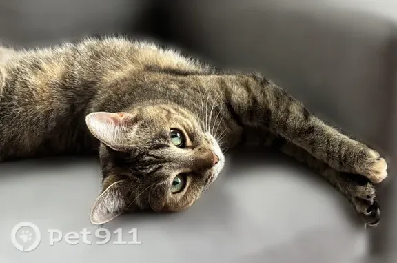 Lost cat, Webster Road, 194, Shelburne, Saint George — female with big thumbs - photo