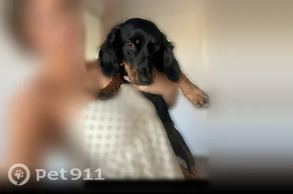 Lost dog, Burdock Street, 1332, Beaumont, Rancho Santa Margarita — female wiener dog - photo