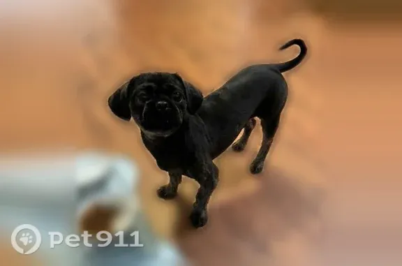 Lost dog, 3rd Avenue, 917, New Cumberland — male with a blue collar and bow tie - photo
