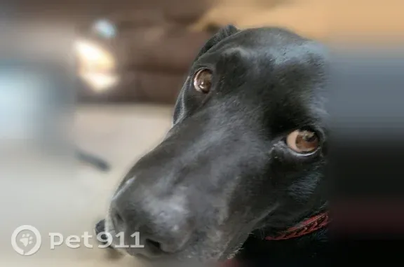 Missing dog Greeley, photo: Lost dog, 23rd Street, 2125, Greeley — male black Labrador with a crooked tail