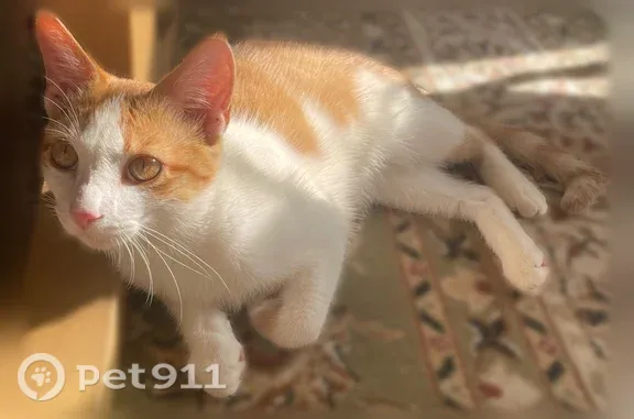 Missing cat Santa Fe, photo: Lost cat, 10th Street, 11936, Santa Fe — male, white with orange spots