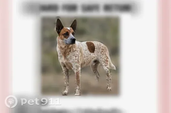 Lost dog, male, Phoenix, Arizona, Glendale — named Loki; please do not chase - photo
