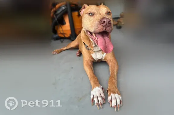 Found pets North Port, photo: Found dog, Chesebro Avenue, 8149, North Port — calm male pit bull
