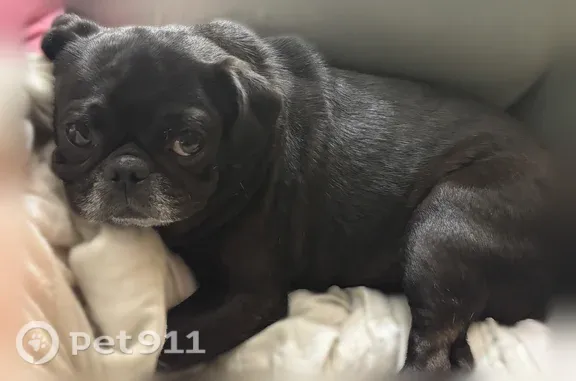 Lost female dog, Floyd Hampton Road, 2001, Crowley, Arlington — black pug with a partially white muzzle - photo