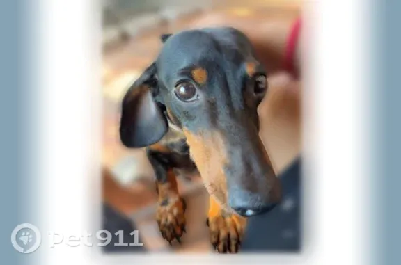 Lost dog, Grassmere Drive, 3768, Corpus Christi — black male Wiener dog - photo