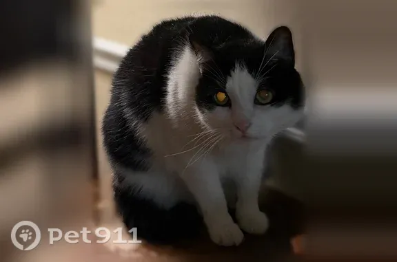 Lost female cat, Ternwing Drive, 277, Arnold — black and white with a pink nose - photo