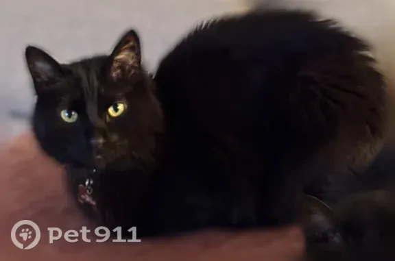 Lost male cat, Preston Bend Drive, 17020, Dallas — fluffy black coat - photo