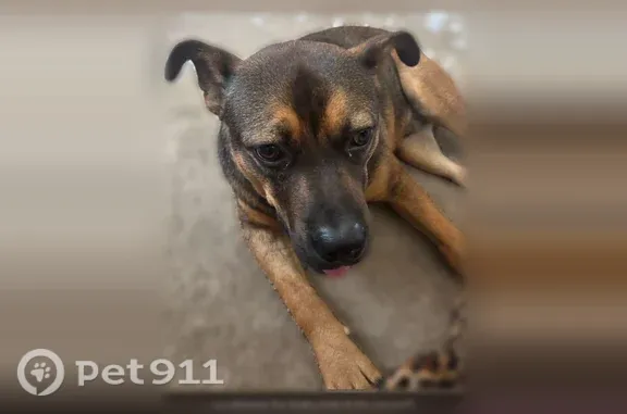Found dog Pittsburgh, photo: Found dog, male, 15th Street, Huntington, Pittsburgh — freshly cut nails