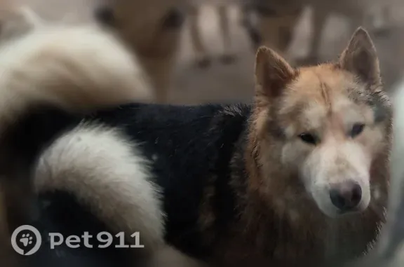 Lost dog, Snowy Orchid Drive, 740, DeSoto, Dallas — male husky mix with long black, brown, and tan hair - photo