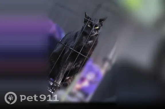 Lost female cat, North 15th Street, 1127, Coeur d'Alene — black with a white chest - photo