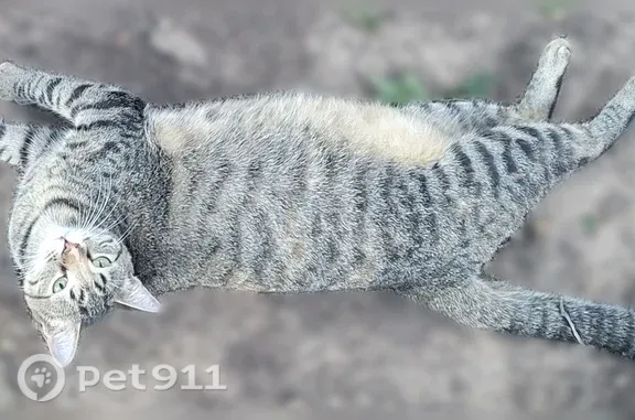 Lost pets Springdale, photo: Lost female cat, Elm Springs Road, 5031, Springdale — green eyes