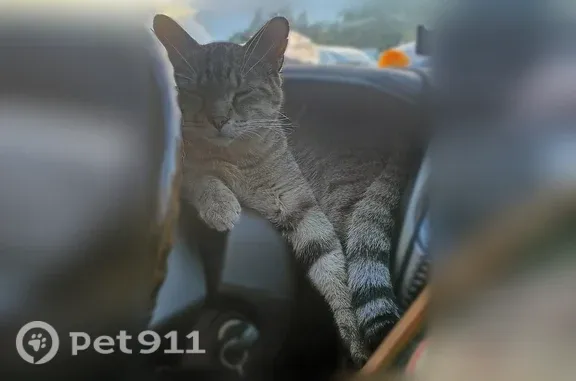Lost male cat, South Dixie Boulevard, 1413, Radcliff, Louisville — neutered, 3–4 years old - photo