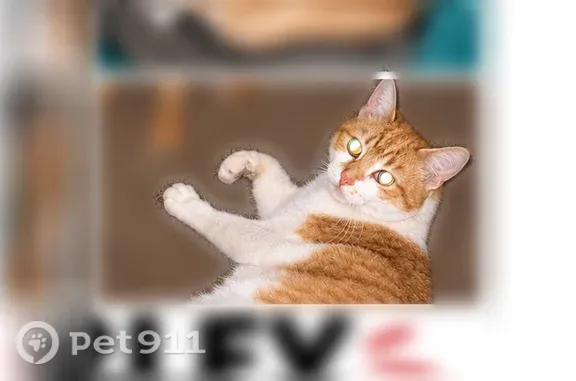 Lost cat, female, Torrey Lane, Hayden, Coeur d'Alene — friendly and vocal - photo