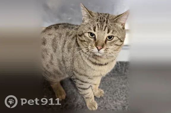 Found cat Colorado Springs, photo: Found cat, Guinness Way, 7942, Colorado Springs — very sweet male