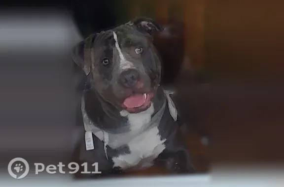 Lost Dog, Monarch Drive, 10119, St. Louis — energetic gray male dog - photo