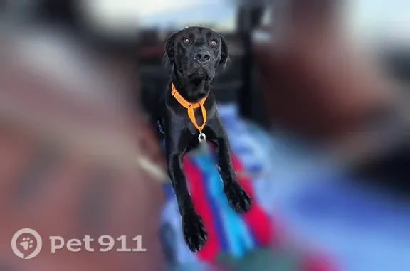 Lost dog, Wilsall, Montana, Salt Lake City — 2-year-old Great Dane/Lab mix with a green and orange collar - photo