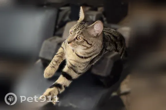 Lost pets Sacramento, photo: Lost male cat, Oak Terrace Court, Arden-Arcade, Sacramento — brown tabby with yellow eyes