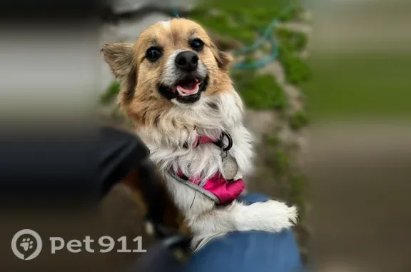 Lost pets Anaheim, photo: Lost dog, South Kenmore Street, 836, Anaheim — small white-and-tan dog with long hair
