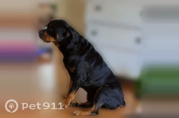 Lost dog, Bedrock Drive, Florida, Arlington — male Rottweiler with a short tail - photo