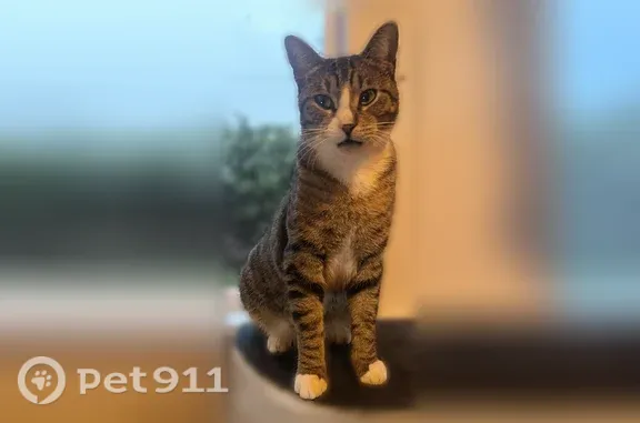 Lost cat, Southeast 72nd Avenue, 8585, Portland, Arlington — male, 2-year-old tabby - photo